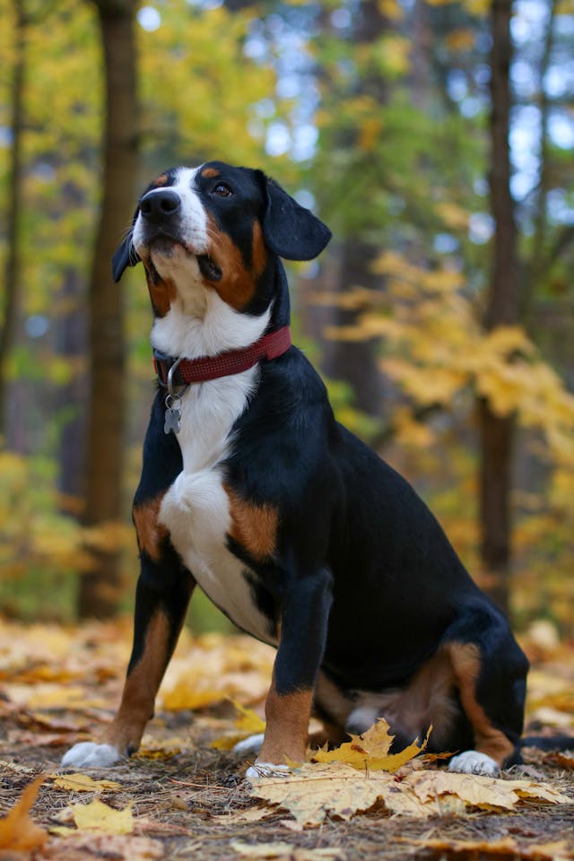 犬のケア